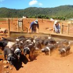 La ferme est entourée des montagnes du Dial range, super vue pour nous et les cochons!