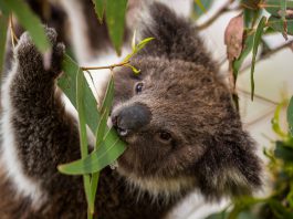 Koala