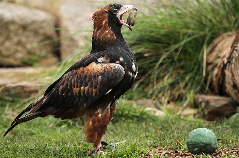 Healesville Sanctuary - Victoria - Australie