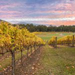 Yarra Valley - Victoria - Australie