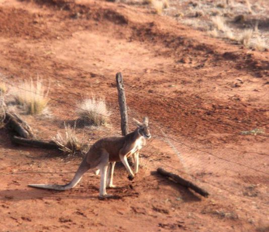 Clôture anti-kangourous