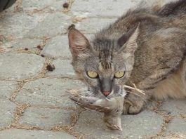 Guerre contre les chats en Australie