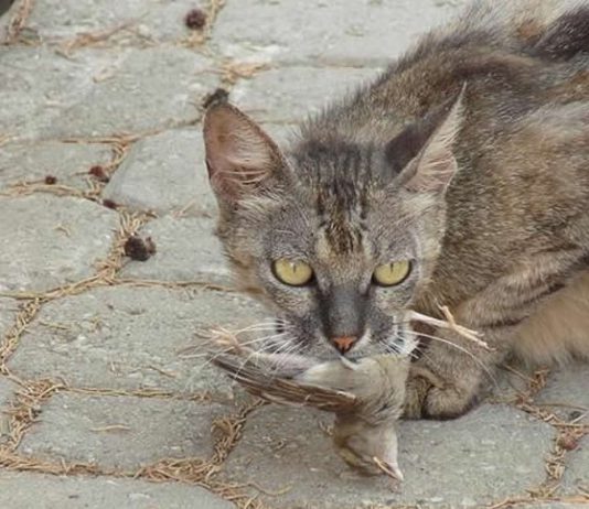 Guerre contre les chats en Australie