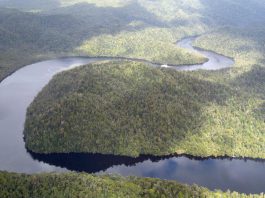 Forêts Tasmanie