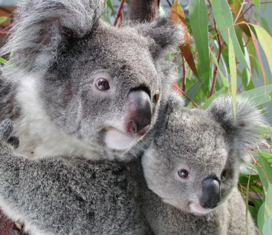 Ultrasons pour sauver les koalas