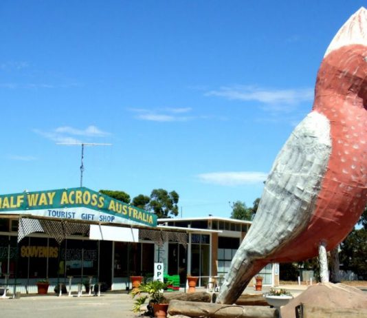 Big Galah : Kimba