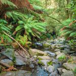 Great Otway National Park